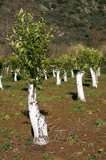 PICT2208 small LEMON TREES CUT and WHITE TRUNKS.jpg - 227004 Bytes